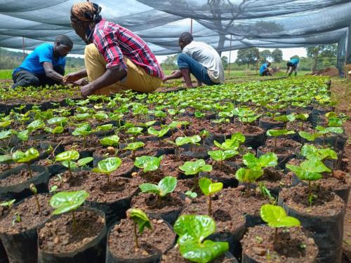 Nampimbi-youth-in-coffee-Nursery-in-Songwe