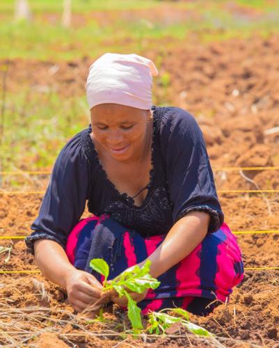 Vegetable-production-Songwe